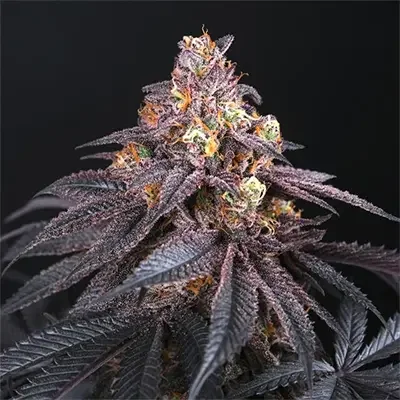 Coco Fresh van Perfect Tree