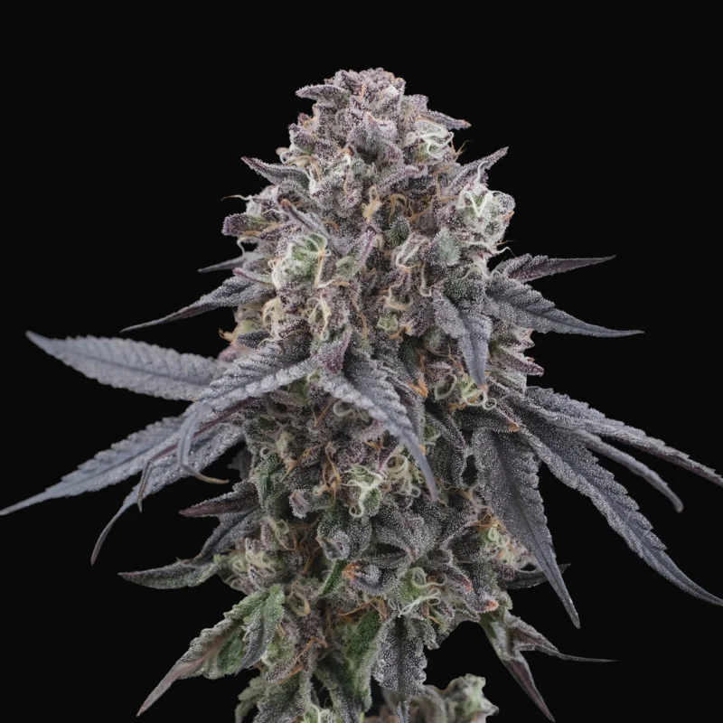 Mangozteen van Perfect Tree