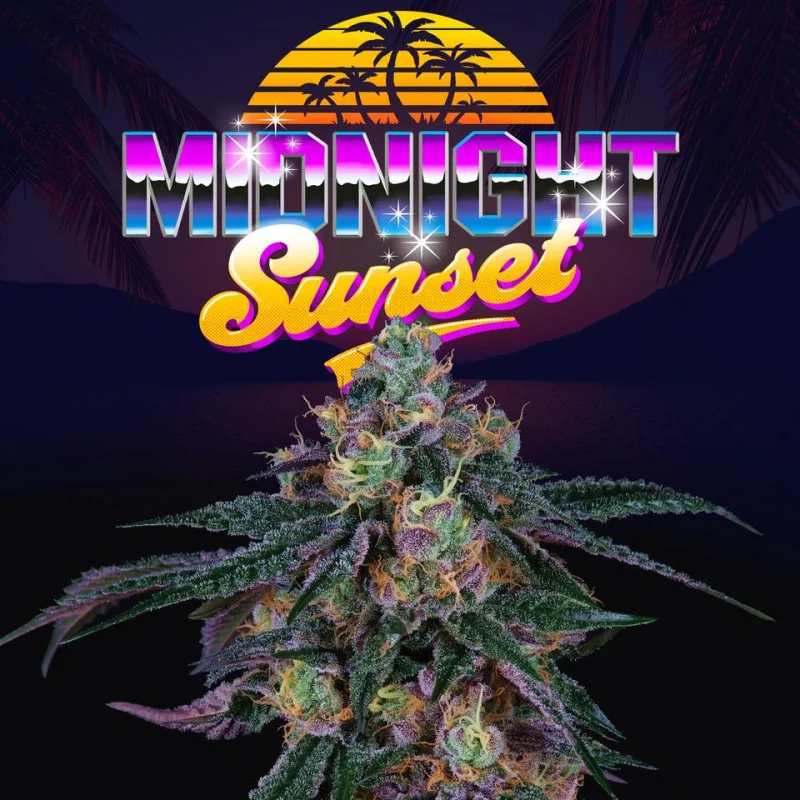 Midnight Sunset van Perfect Tree