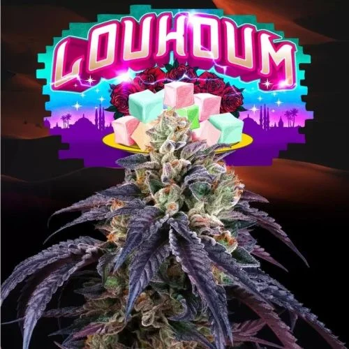 Loukoum van Perfect Tree