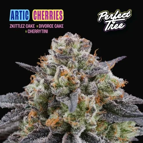 Arctic Cherries van Perfect Tree