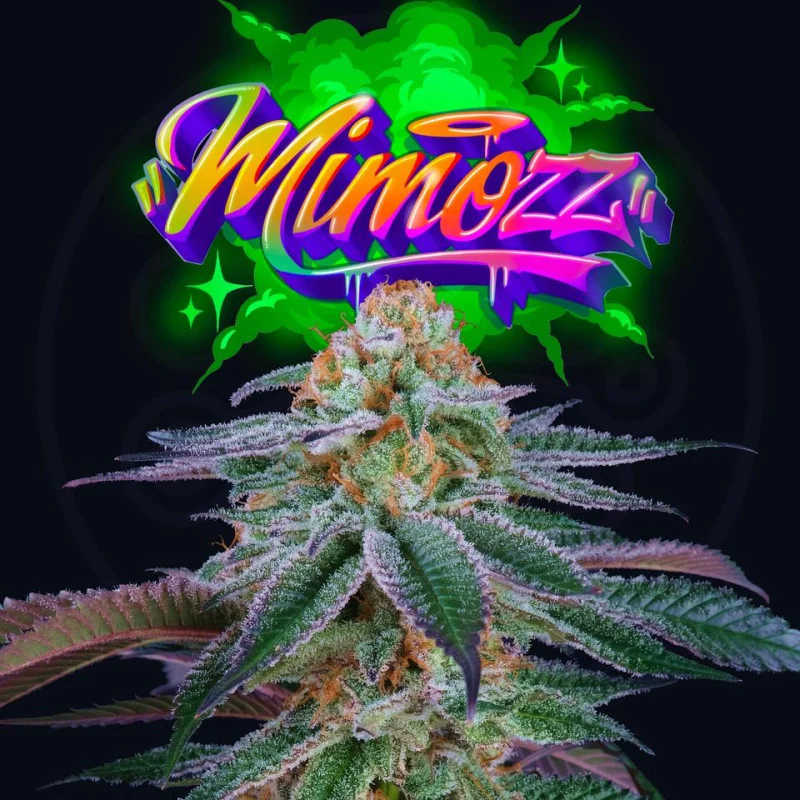 Mimozz van Perfect Tree