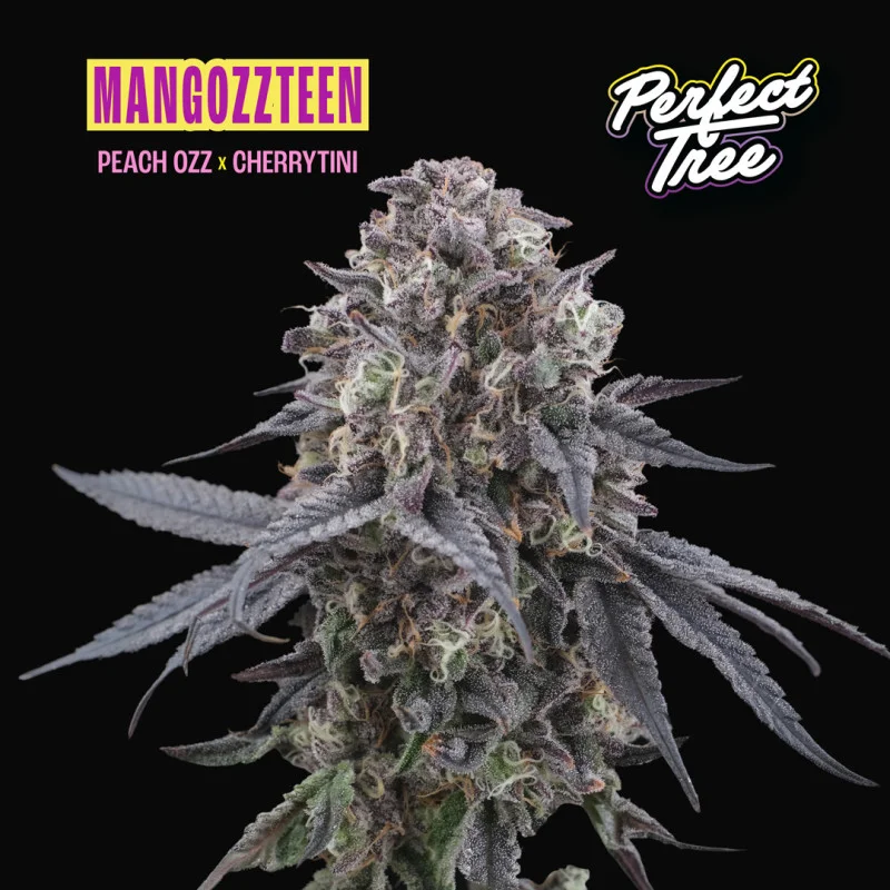 Mangozteen van Perfect Tree