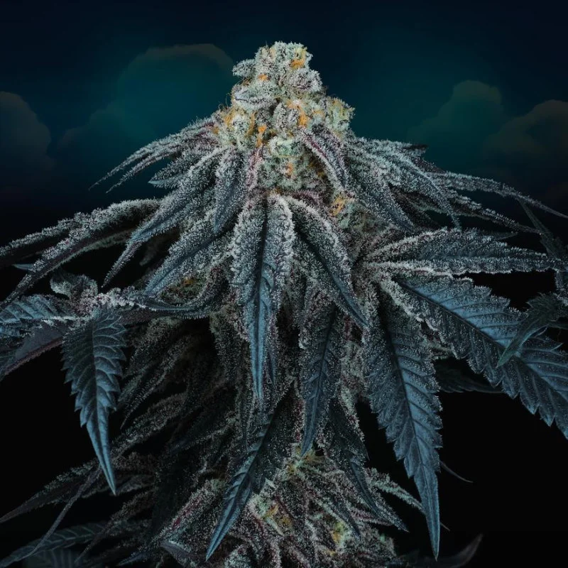 Puff Mints van Perfect Tree