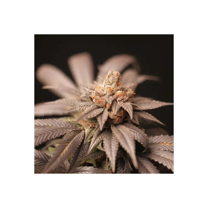 Cherrytini van Perfect Tree
