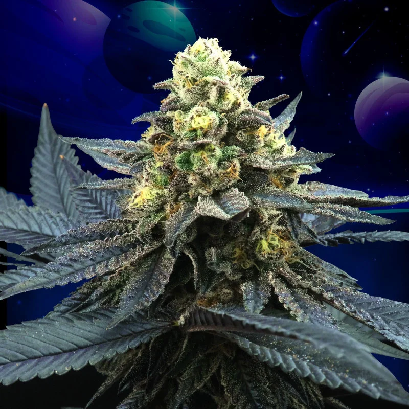 Blue Peach van Perfect Tree