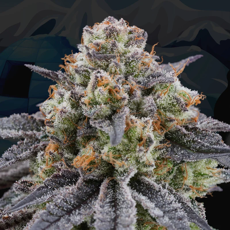 Arctic Cherries van Perfect Tree