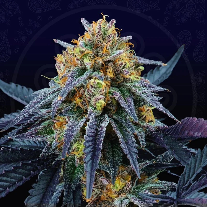 Peach Sherbert OG van Perfect Tree