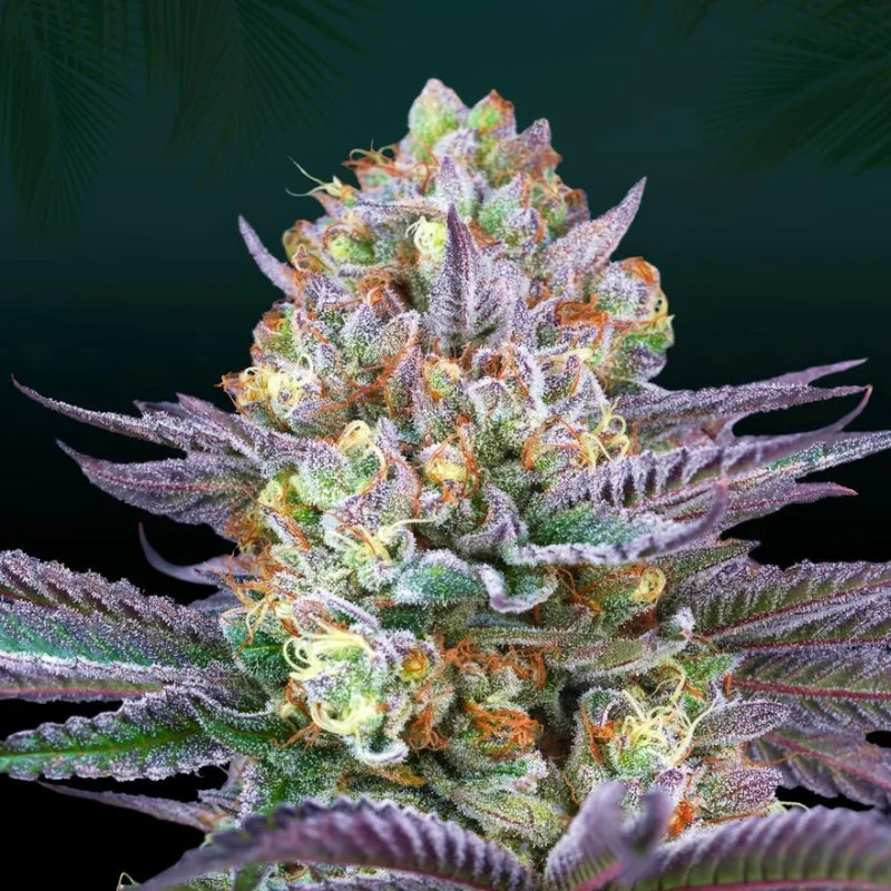 Tropic'ozz van Perfect Tree
