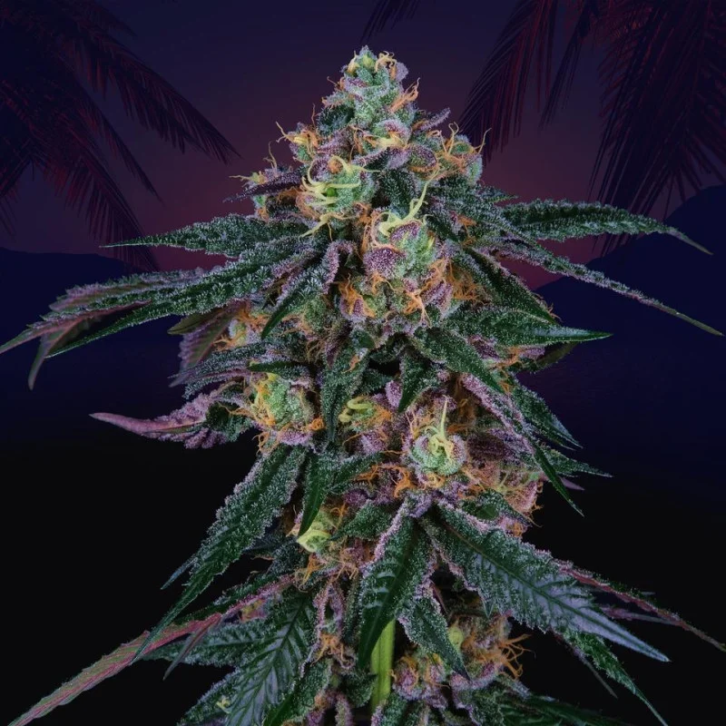 Midnight Sunset van Perfect Tree