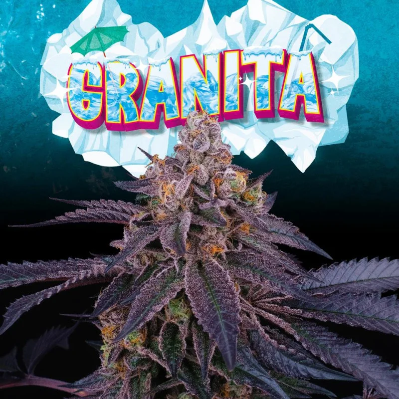 Granita van Perfect Tree