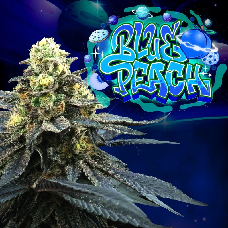 Blue Peach van Perfect Tree