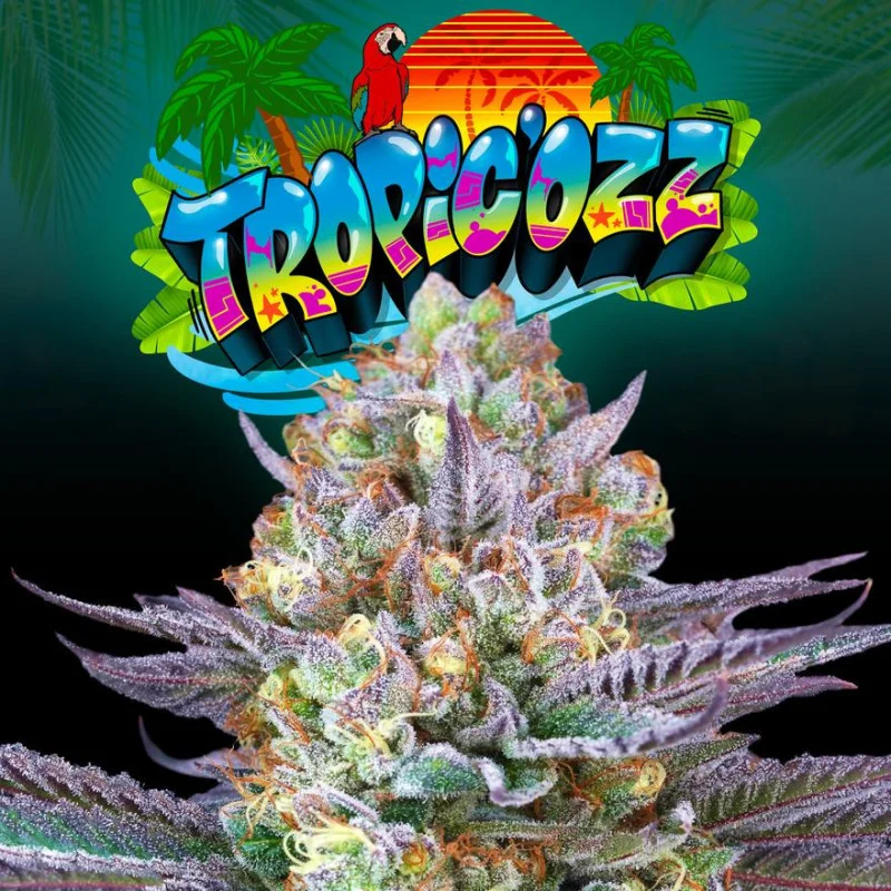 Tropic'ozz van Perfect Tree