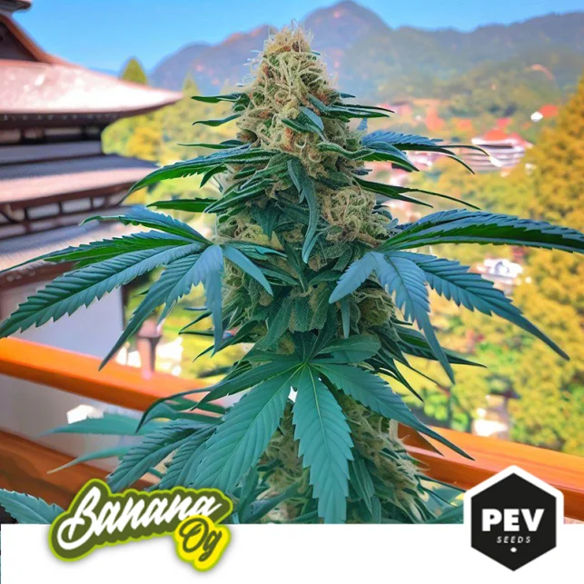 Banana OG van Pev Seeds
