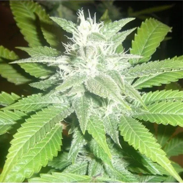 White Widow van Pev Seeds