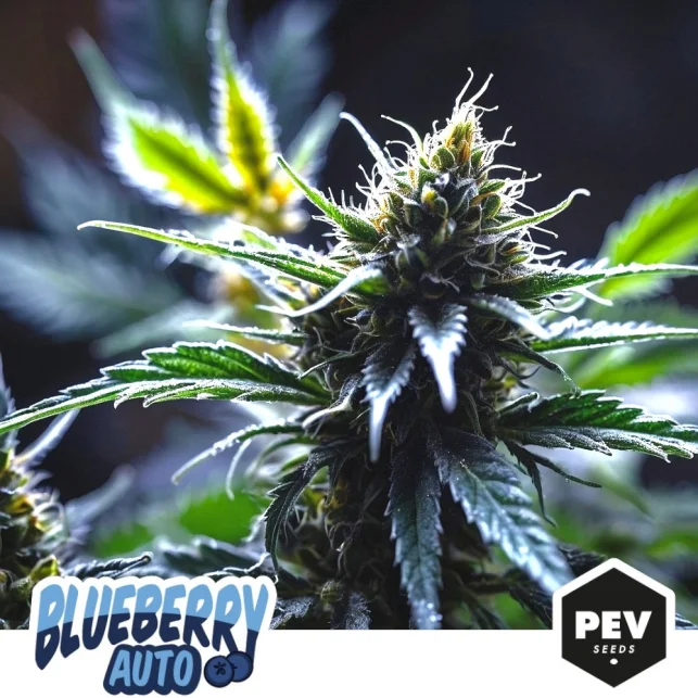 Blueberry van Pev Seeds