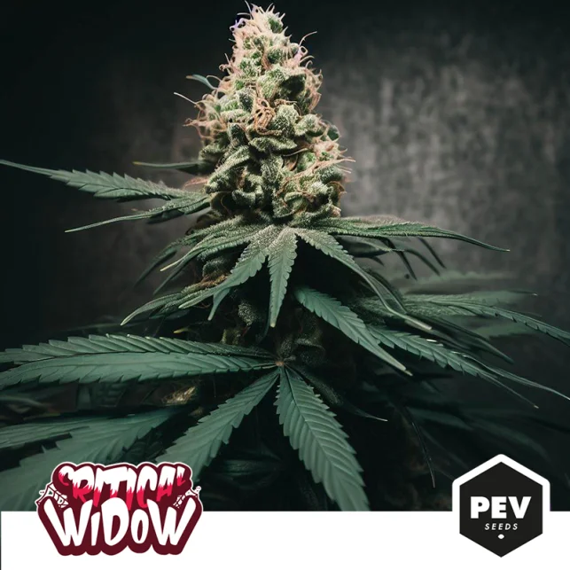 Critical Widow van Pev Seeds
