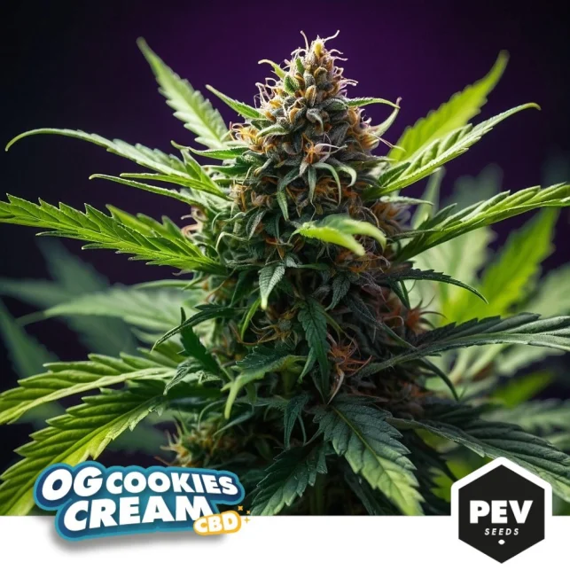 OG Cookies Cream CBD van Pev Seeds