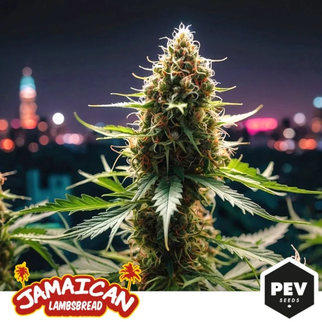 Jamaican Lambsbread van Pev Seeds