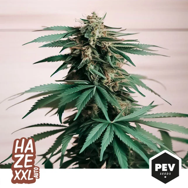 Haze XXL van Pev Seeds