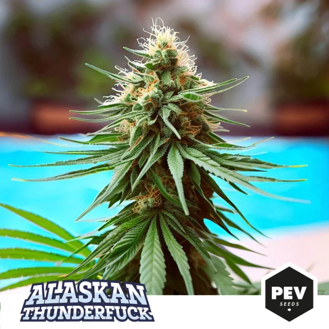 Alaskan Thunder Fuck van Pev Seeds