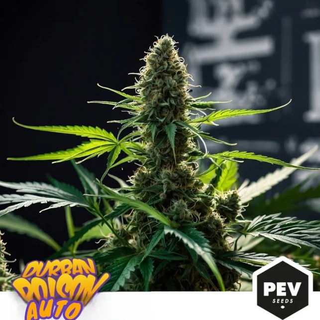 Durban Poison van Pev Seeds