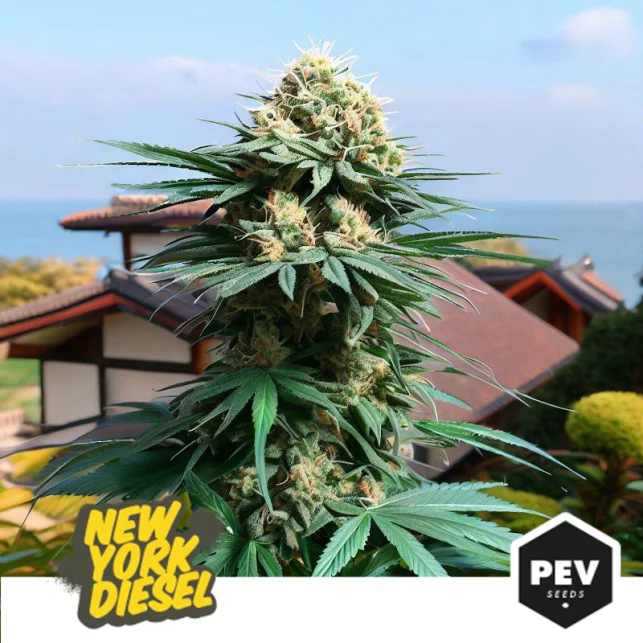 New York Diesel van Pev Seeds