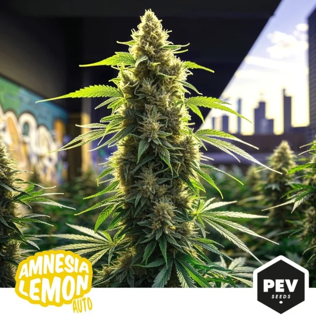 Amnesia Lemon van Pev Seeds