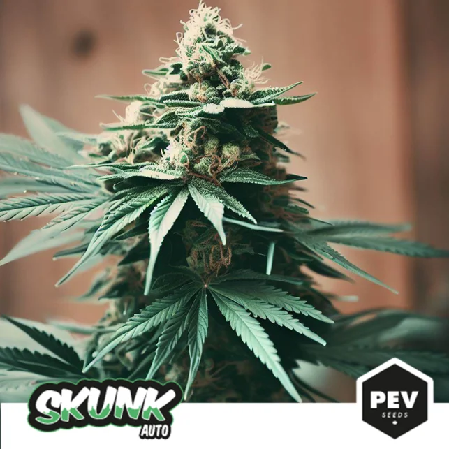 Skunk van Pev Seeds