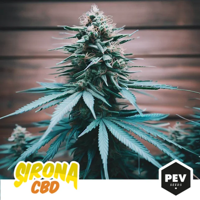 Sirona CBD van Pev Seeds