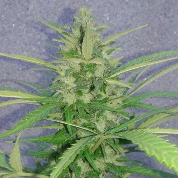 Mamba Negra van Pev Seeds