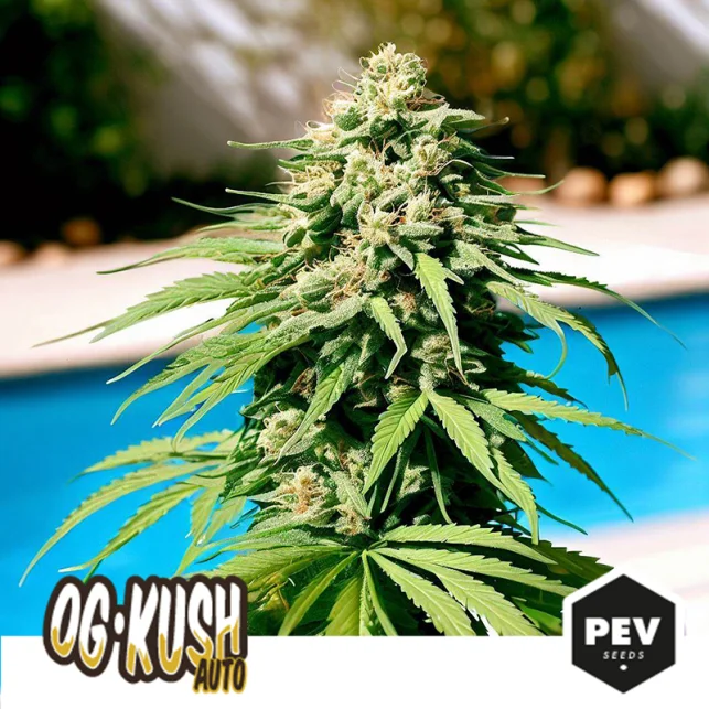 OG Kush van Pev Seeds