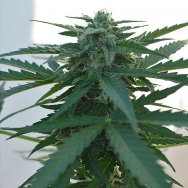 AK 47 van Pev Seeds