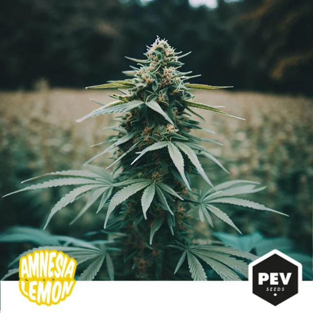Amnesia Lemon van Pev Seeds