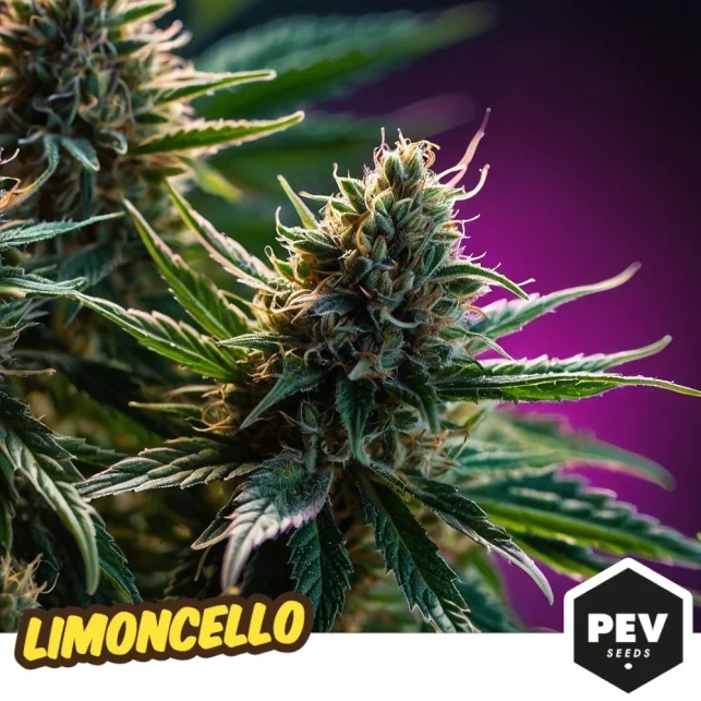 Limoncello van Pev Seeds