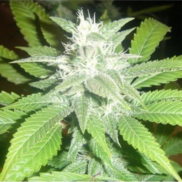 White Widow van Pev Seeds