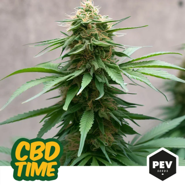 CBD Time van Pev Seeds
