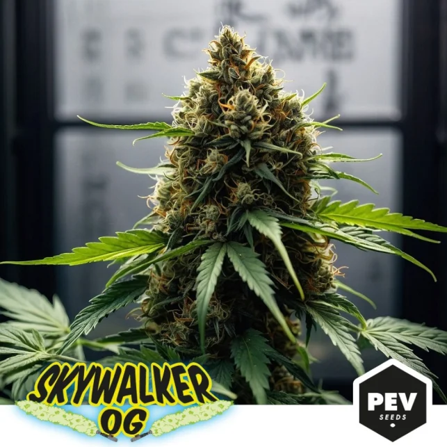 Skywalker OG van Pev Seeds
