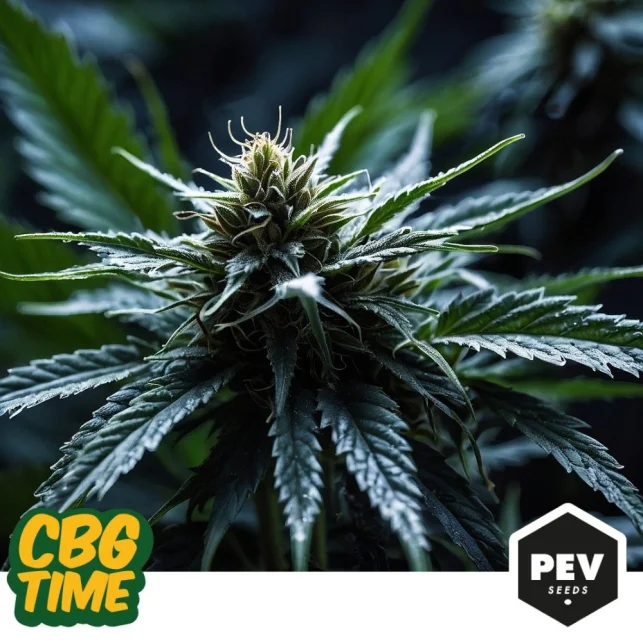 CBG Time van Pev Seeds
