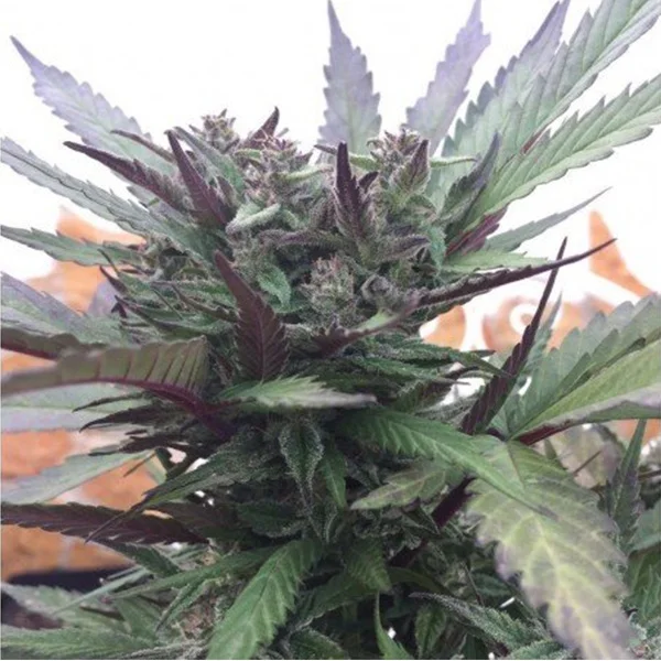 Gelato Cake van Pev Seeds