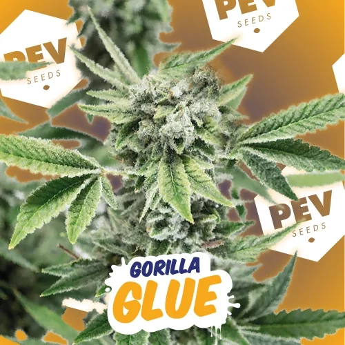 Gorilla Glue van Pev Seeds