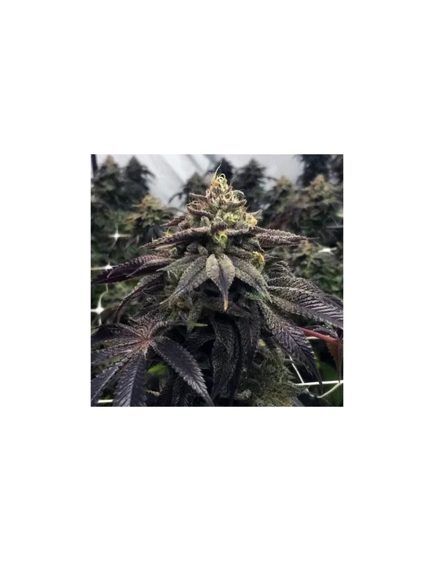 Starcake van Pheno Finder Seeds