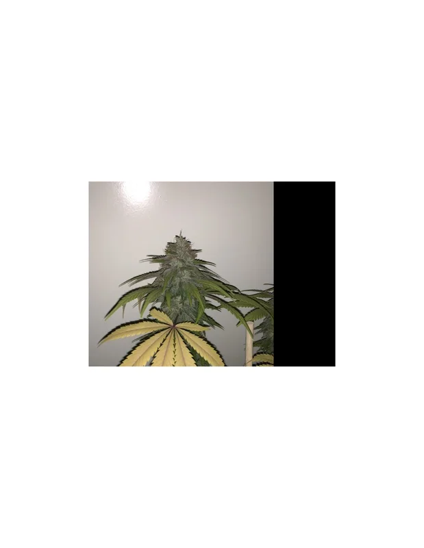 Lemon Sherbert van Pheno Finder Seeds