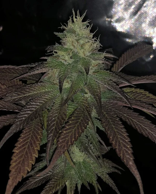Purple Strawberry Sherbert van Pheno Finder Seeds