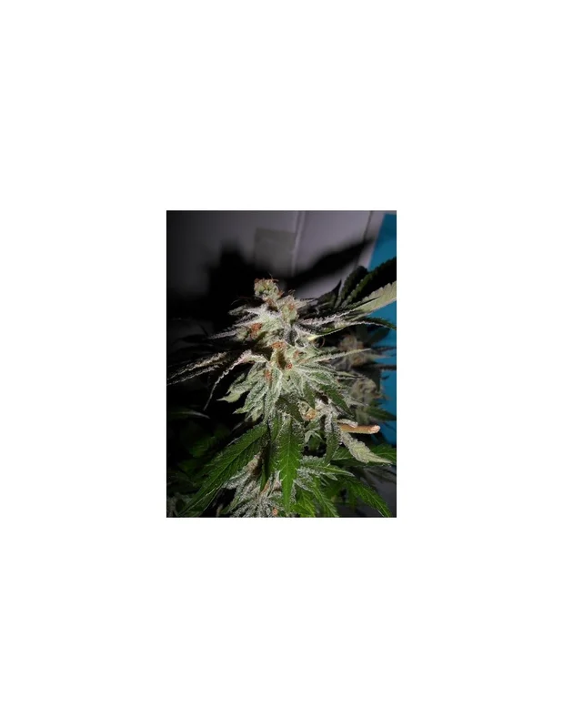 LA Fire van Pheno Finder Seeds