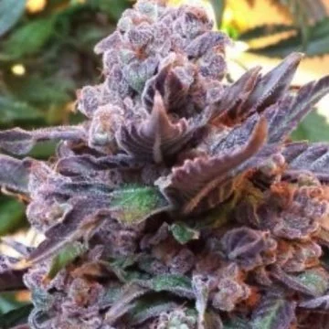 Purple Strawberry Bliss van Pheno Finder Seeds