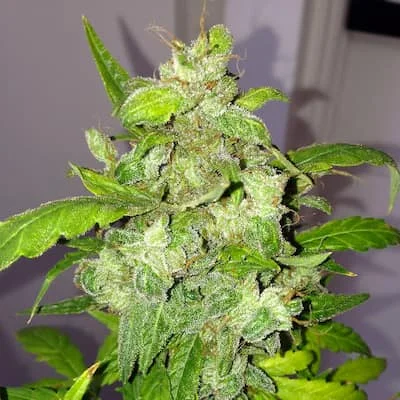 Lemon Bubble van Pheno Finder Seeds