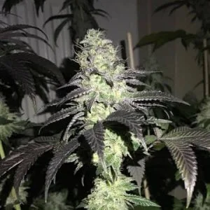 Do Z Dos van Pheno Finder Seeds