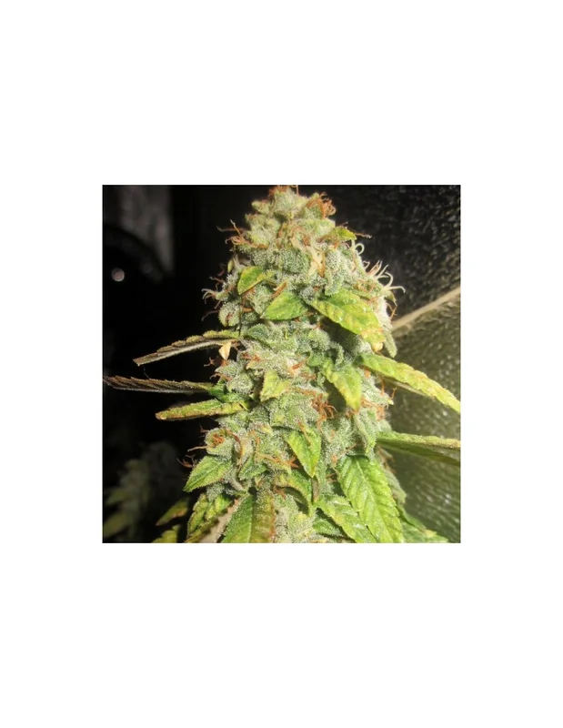 Notorious OG van Pheno Finder Seeds