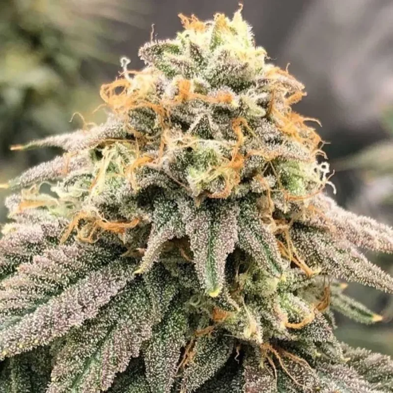 Pinkz van Pheno Finder Seeds